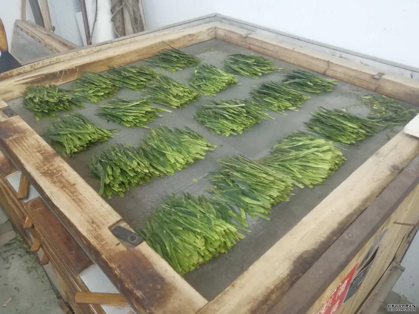 安徽:“五一”期间制茶忙