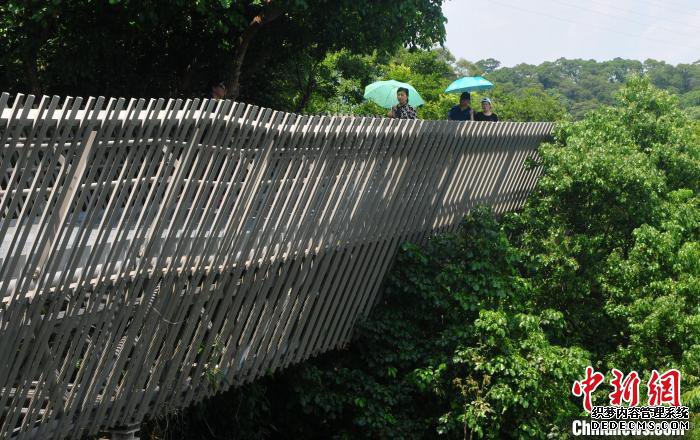 ����һ������ ��������ɭ���Ͽ���������ͼ��