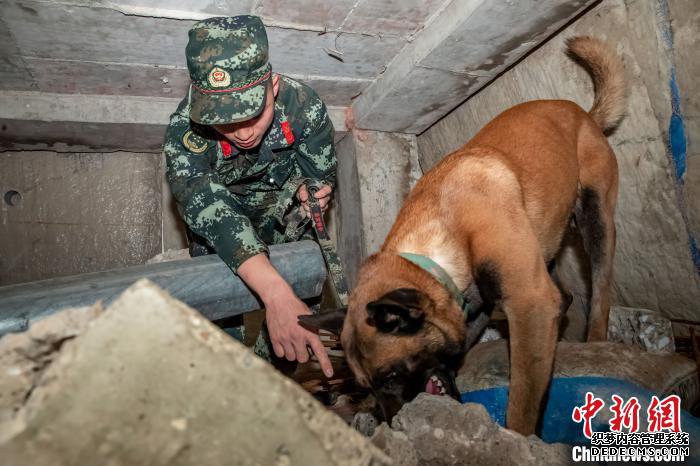 武警军犬训导员:我的战友叫“凯特”