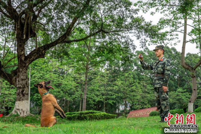 武警军犬训导员:我的战友叫“凯特”