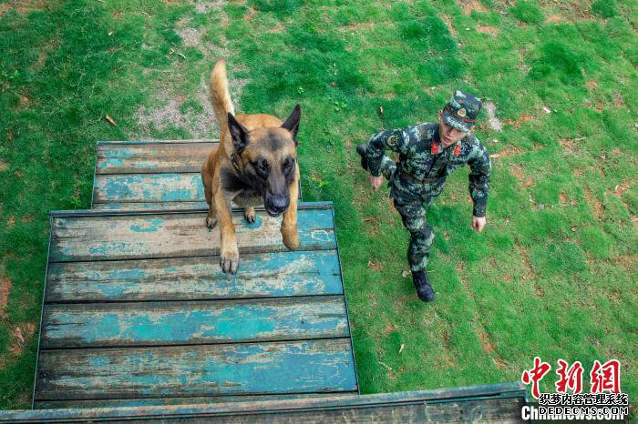 武警军犬训导员:我的战友叫“凯特”