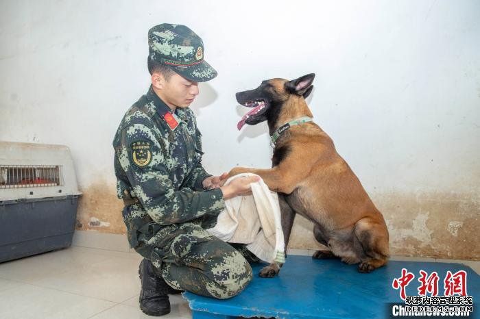 武警军犬训导员:我的战友叫“凯特”