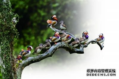 ϪСɽۡ 조ƶ衱