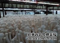 ��ƽ�ز�����