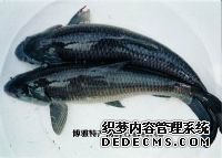 ��ƽ�ز�����