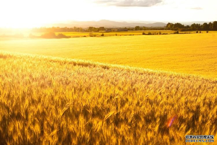 ���ȡ��й����롱�ĵ���������ũҵ�Ƽ��ġ�Ӳ�ˡ�֧�ţ�2��