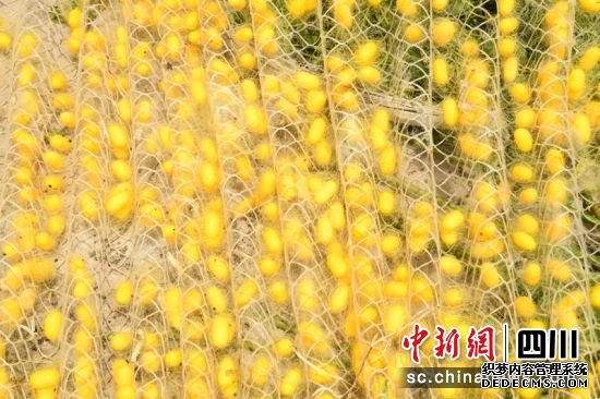 ƽ롱ϼ롣