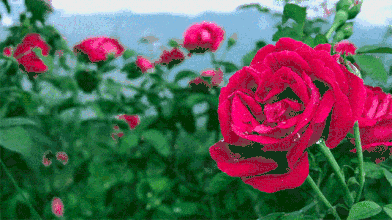 ʻʢĴׯ