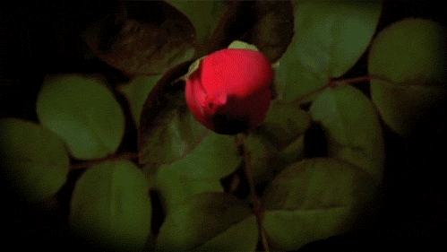 ʻʢĴׯ