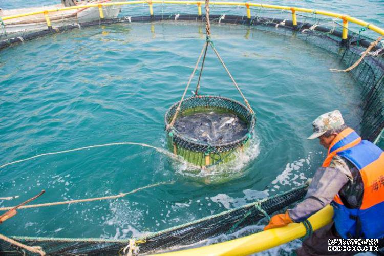 休渔期不休“鱼” 一条福建大黄鱼的千里青漂路