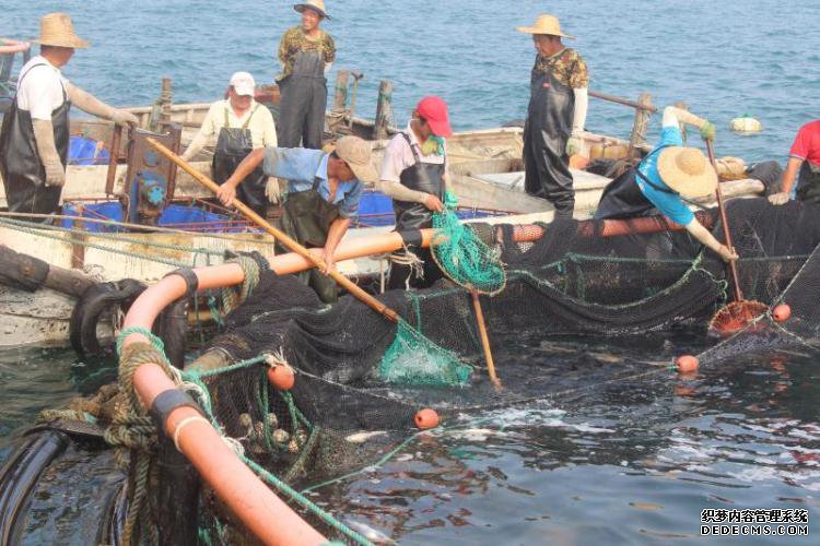 休渔期不休“鱼” 一条福建大黄鱼的千里青漂路