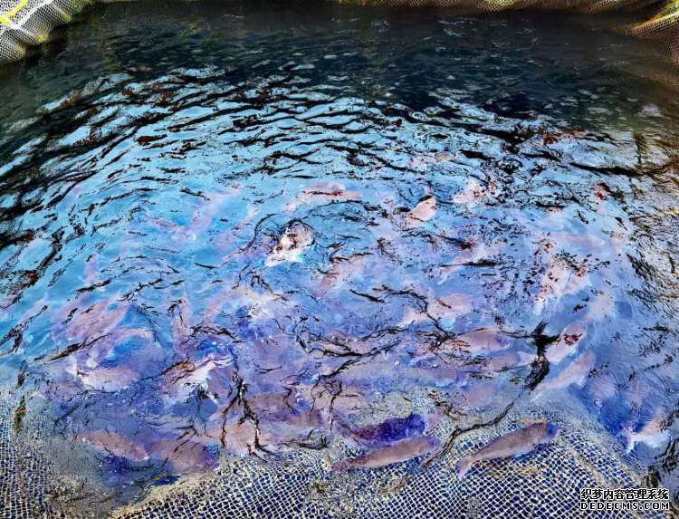 休渔期不休“鱼” 一条福建大黄鱼的千里青漂路