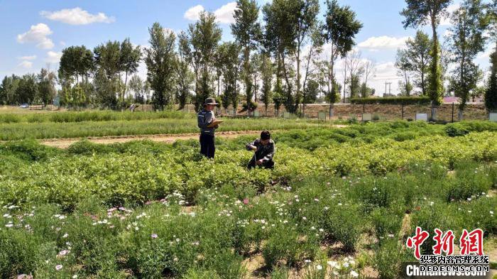 ͼΪ��Ŀ��Ա�ڹ۲�ⶨ��ֲҩ�ġ�����������Ƽ������ֹ�ͼ