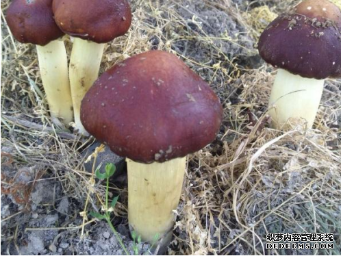 �㽭�������칽�ſ���С��ɡ����Ϊ�¸����·�����