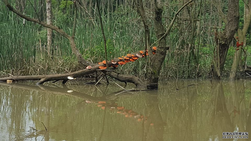 �������人���������������ϳ������칽