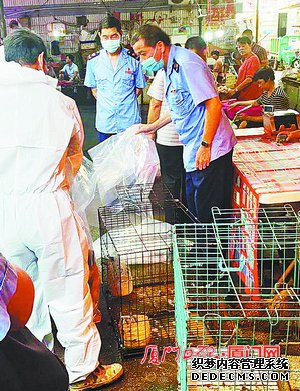 本月起厦门城镇地区禁止活禽交易 发现非法活禽交易可举报