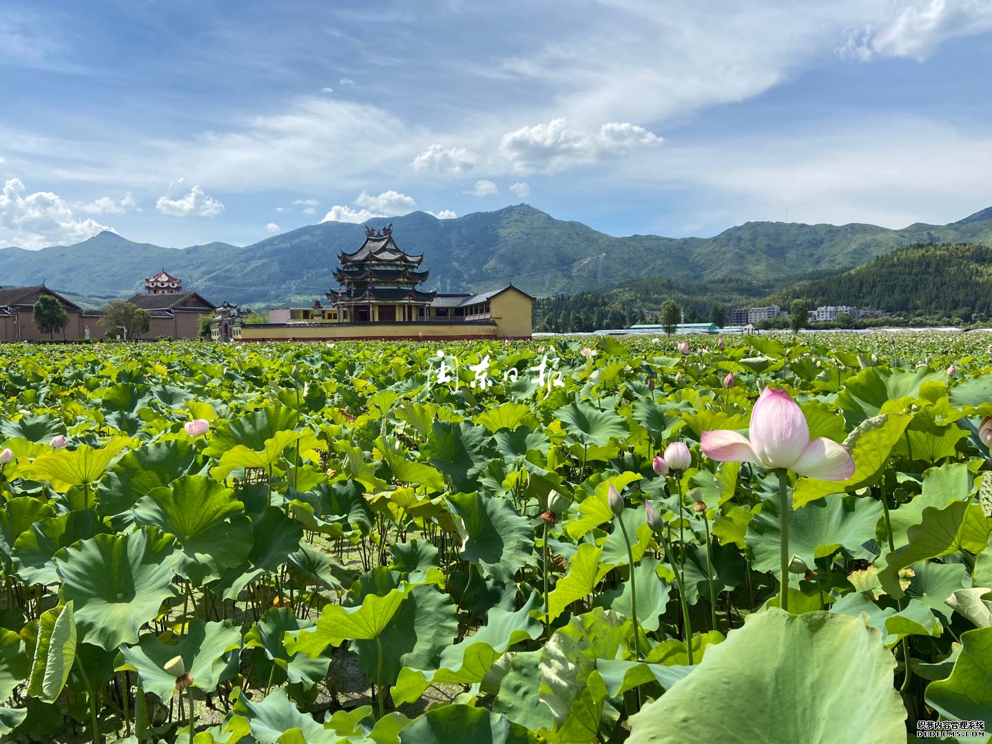 ���续 ������Ϫ�ɻ���ʢ��