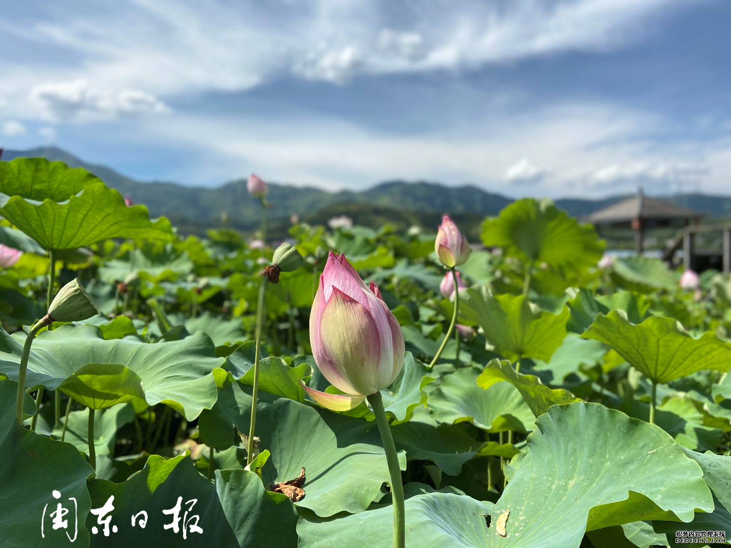 ���续 ������Ϫ�ɻ���ʢ��