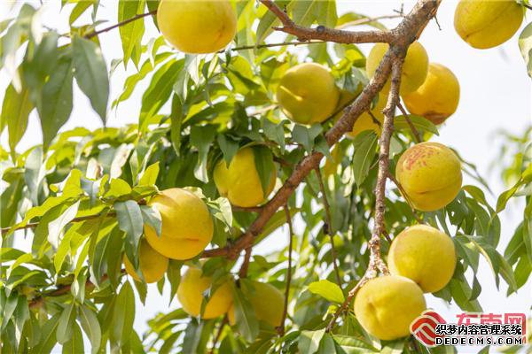 ��������������ֱ����ũ��Ʒ���ϡ����̿쳵��