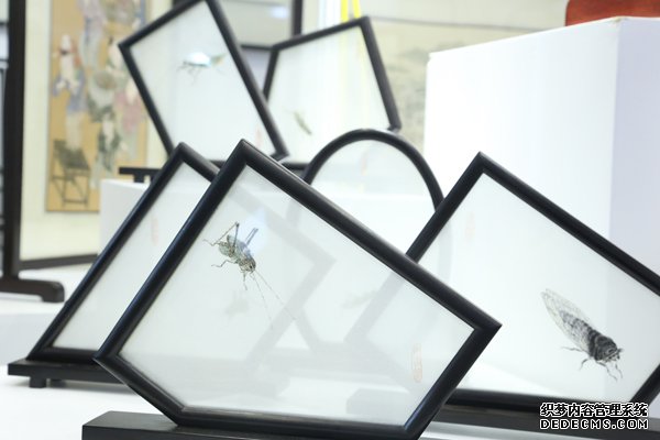 ˿������2020ר��¬��Ӣ���ô����������� �Ÿ��ܴ�������